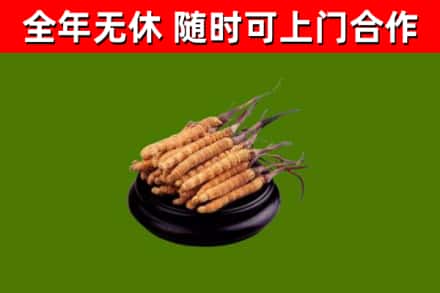 集美区烟酒回收冬虫夏草.jpg